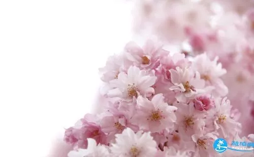 2018厦门樱花节时间+地点+交通 2018厦门樱花节时间+地点+交通