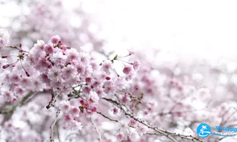 2018厦门樱花节时间+地点+交通 2018厦门樱花节时间+地点+交通