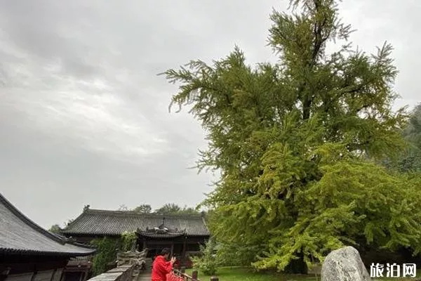 2019古观音禅寺银杏树黄了吗 古观音禅寺预约攻略