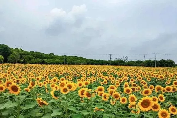 上海深秋好玩的地方 最美地点推荐