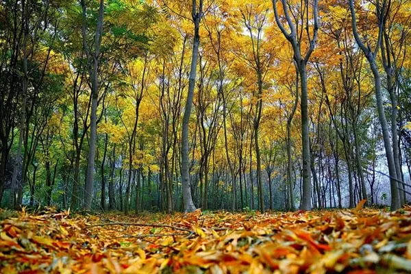 上海赏秋景最好的地方 八大最美秋景地点推荐