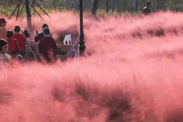 武汉江滩四期粉黛乱子草 武汉江滩四期粉黛乱子草