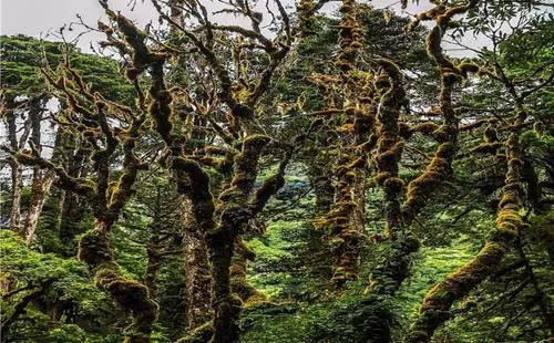 墨脱县海拔多少米 有什么旅游景点