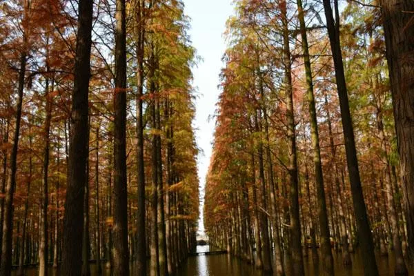 上海哪个公园有水杉 最美水杉观赏地推荐