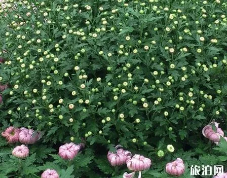 2018常州菊花节什么时候开始 2018常州菊花节什么时候开始