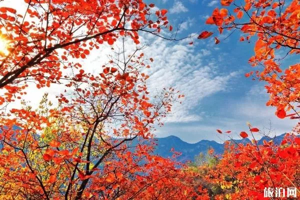 西安红叶节汇总(时间+门票)少华山红叶节2019时间 西安红叶节汇总(时间+门票)少华山红叶节2019时间
