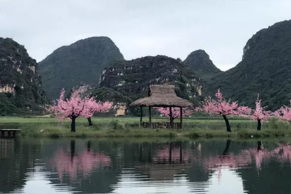 云南普者黑桃花几月开 云南普者黑旅游攻略