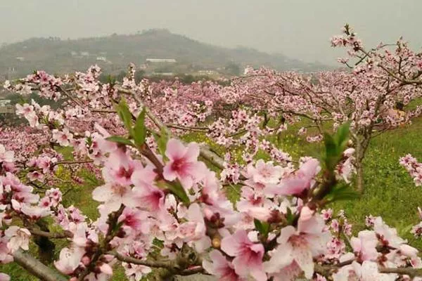 云南普者黑桃花几月开 云南普者黑旅游攻略