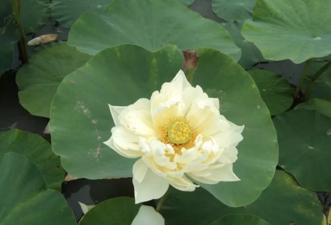 2018成都看荷花去哪里 2018成都看荷花去哪里