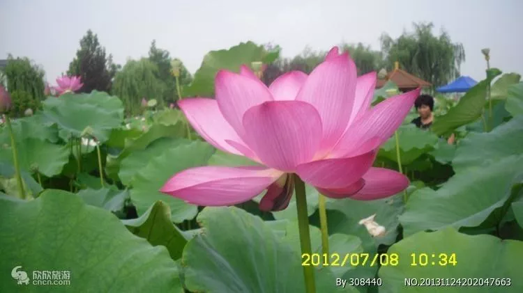 2018成都看荷花去哪里 2018成都看荷花去哪里