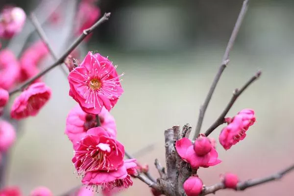 2022重庆看红梅花的地方在哪里 附赏花时间