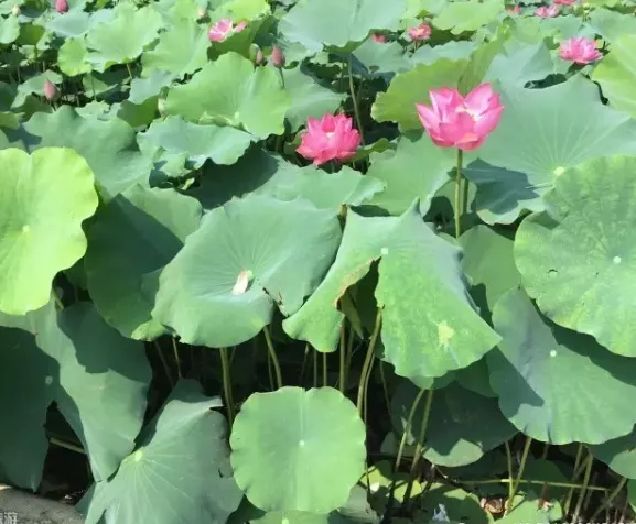 2018成都看荷花去哪里 2018成都看荷花去哪里