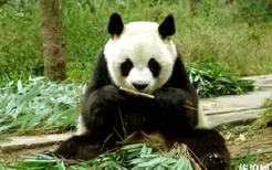 2019陕西佛坪秦岭大熊猫文化旅游节活动内容是什么