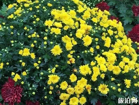 2018常州菊花节什么时候开始