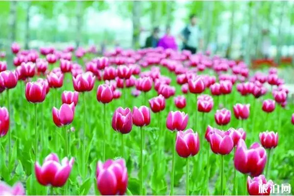 2020年延边州郁金香花海节时间和地点 延边州郁金香花海节门票优惠活动