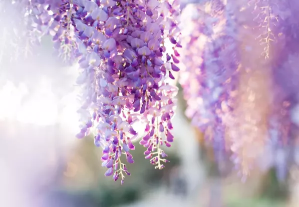 北京紫藤花哪个公园好看-门票价格 北京紫藤花哪个公园好看-门票价格