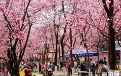 2022昆明圆通山樱花节是什么时候?最佳赏樱时间介绍