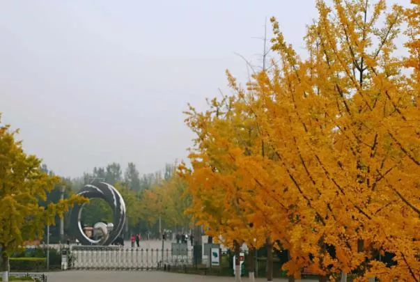 北京市区内看红叶最佳地点