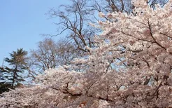 2022青岛中山公园樱花什么时候开花