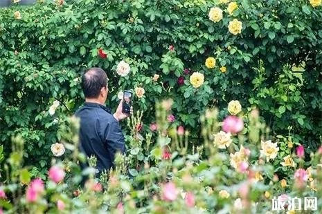 2019五一常州赏花的地方 花节+赏花活动