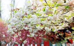 2022北京工业大学耿丹学院樱花节攻略