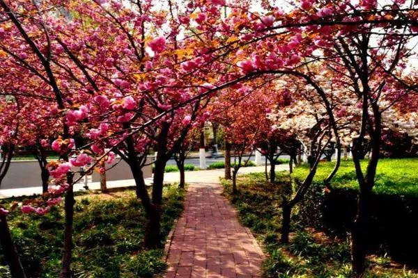 鹤壁樱花节是什么时候2022年