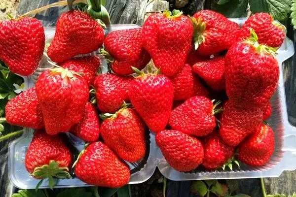 北京摘草莓的地方在哪里 北京草莓采摘攻略