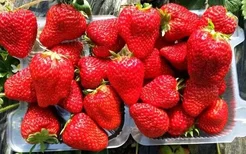 北京摘草莓的地方在哪里 北京草莓采摘攻略