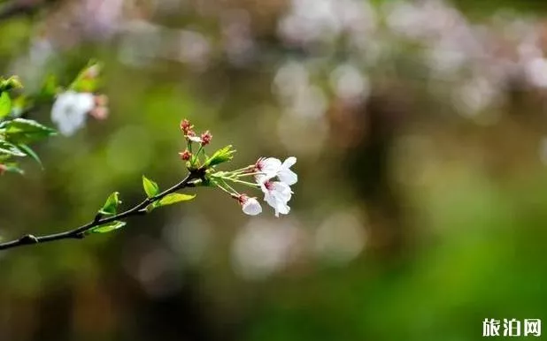 2022平坝樱花开了吗 平坝樱花什么时候开放