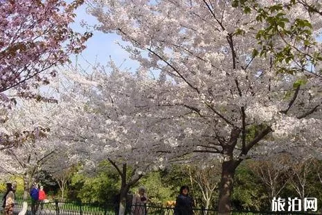 2022北京看樱花的地方在哪