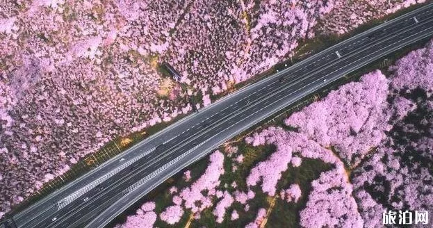 2022平坝樱花开了吗 平坝樱花什么时候开放 2022平坝樱花开了吗 平坝樱花什么时候开放