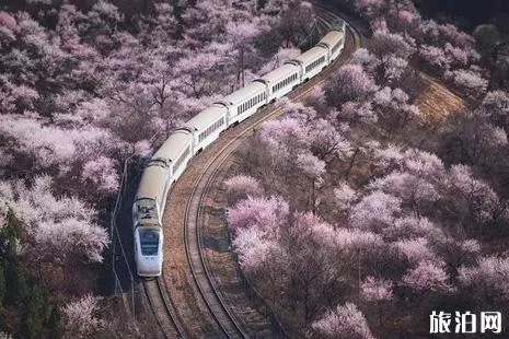 2022北京看樱花的地方在哪