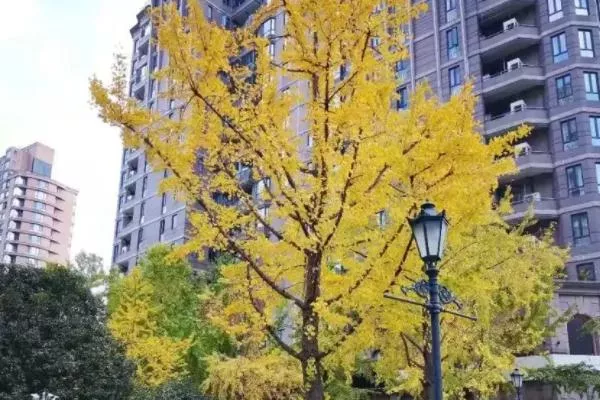 上海虹口看银杏的最佳地点