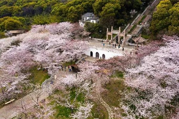 2022苏州上方山樱花什么时候开