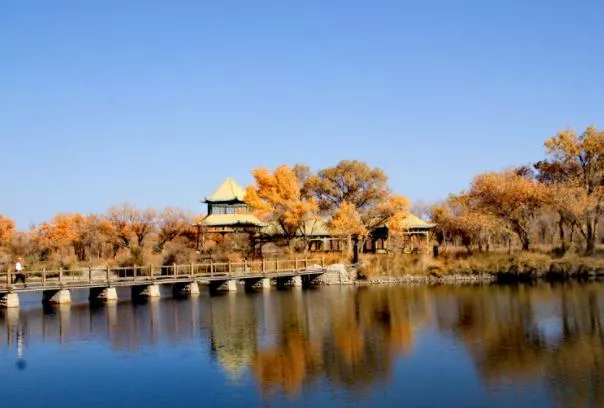 新疆的胡杨林哪里最好看最壮观
