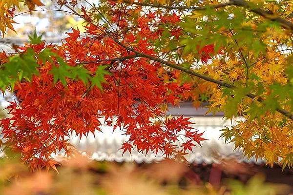 第二十届广东从化流溪梅花节暨2021流溪红叶节开放时间
