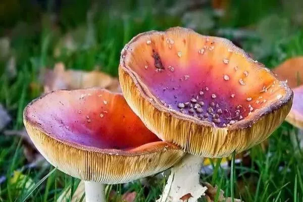 云南大象迁徙消息 大象会不会吃到毒蘑菇 云南大象迁徙消息 大象会不会吃到毒蘑菇