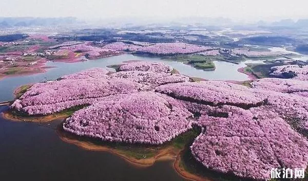 2022平坝樱花开了吗 平坝樱花什么时候开放 2022平坝樱花开了吗 平坝樱花什么时候开放