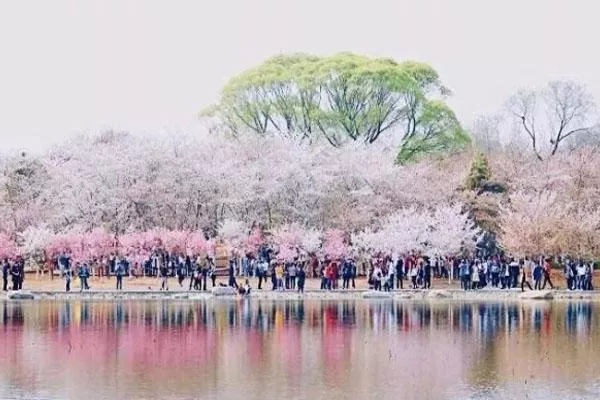 北京樱花最多的地方 2022北京樱花三大观赏胜地推荐