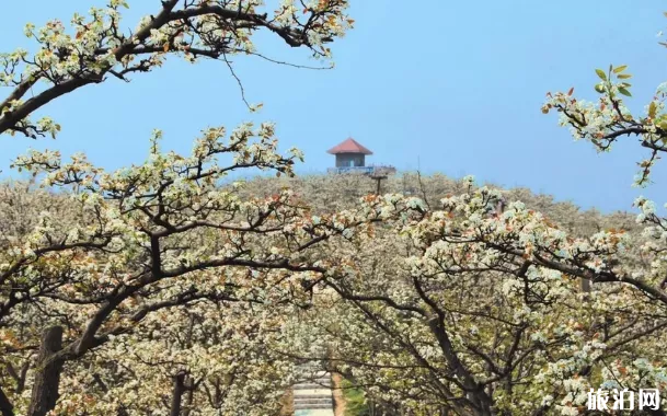 贵阳平坝樱花什么时候开 2022贵阳踏青赏花地点和交通推荐