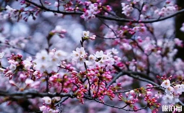 2022平坝樱花开了吗 平坝樱花什么时候开放 2022平坝樱花开了吗 平坝樱花什么时候开放