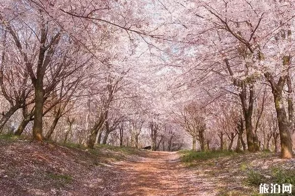 2022平坝樱花开了吗 平坝樱花什么时候开放 2022平坝樱花开了吗 平坝樱花什么时候开放
