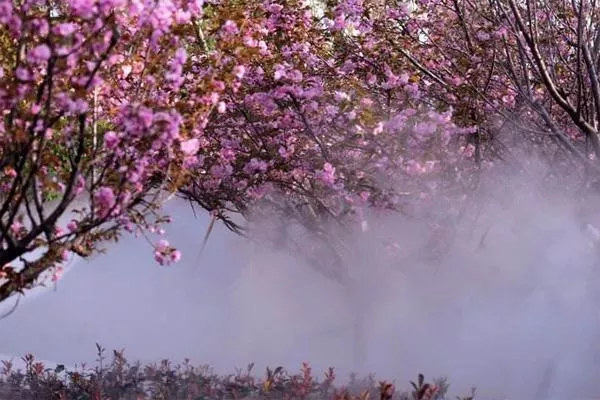 鹤壁樱花节是什么时候2022年