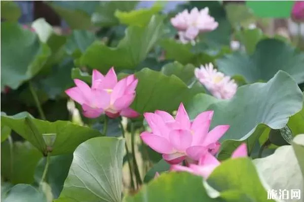 贵港荷花节2020年几月几日举办和地点 贵港荷花节活动