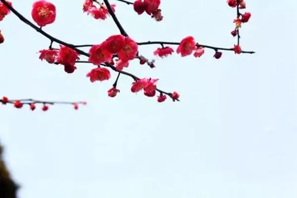 第二十届广东从化流溪梅花节暨2021流溪红叶节开放时间