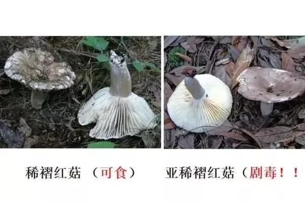 云南旅游注意事项 如何鉴别菌子是否有毒 云南旅游注意事项 如何鉴别菌子是否有毒