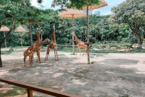 2021深圳野生动物园双十二特惠门票价格