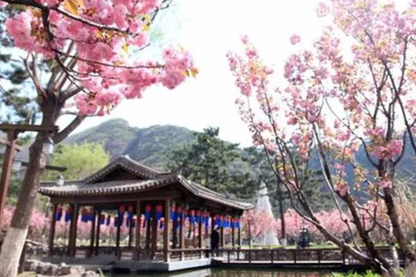 北京赏樱花的地方哪里最好2022 北京樱花公园在哪里