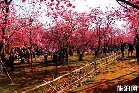2022昆明圆通山樱花节是什么时候?最佳赏樱时间介绍