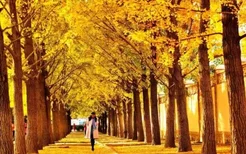北京的银杏大道在哪里 秋天最佳打卡地点推荐